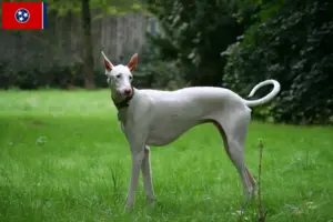 Read more about the article Podenco breeders and puppies in Tennessee