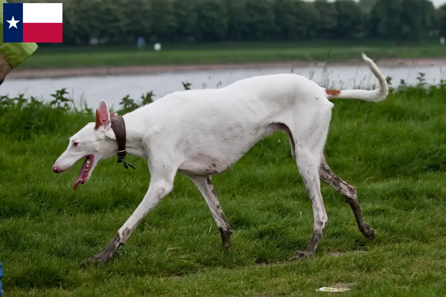 Podenco puppies and breeders Texas Find Podencos breeders in Texas here.