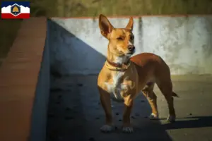 Read more about the article Podenco breeders and puppies in Utah