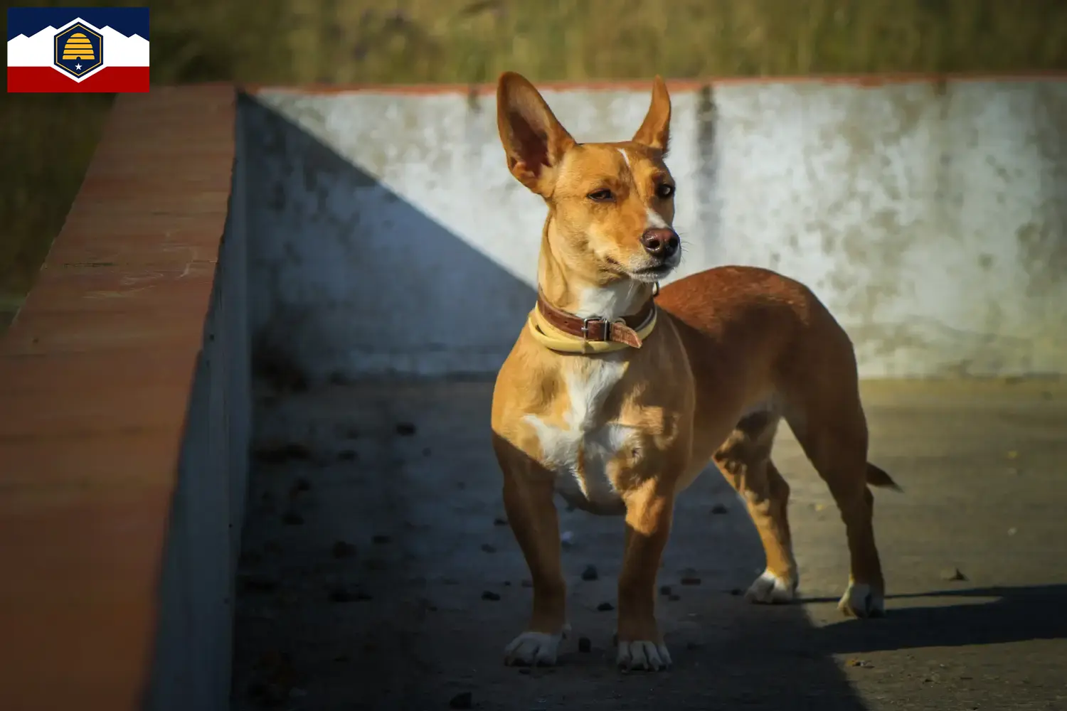 Podenco puppies and breeder Utah Find Podencos breeders in Utah here.