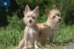 Read more about the article Podenco breeders and puppies in Vermont