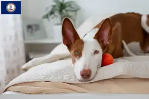 Read more about the article Podenco breeders and puppies in Virginia