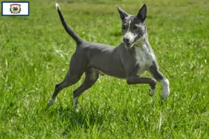 Read more about the article Podenco breeders and puppies in West Virginia