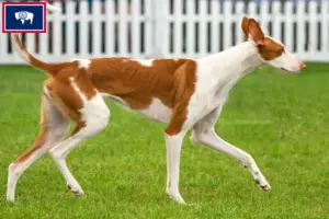 Read more about the article Podenco breeders and puppies in Wyoming