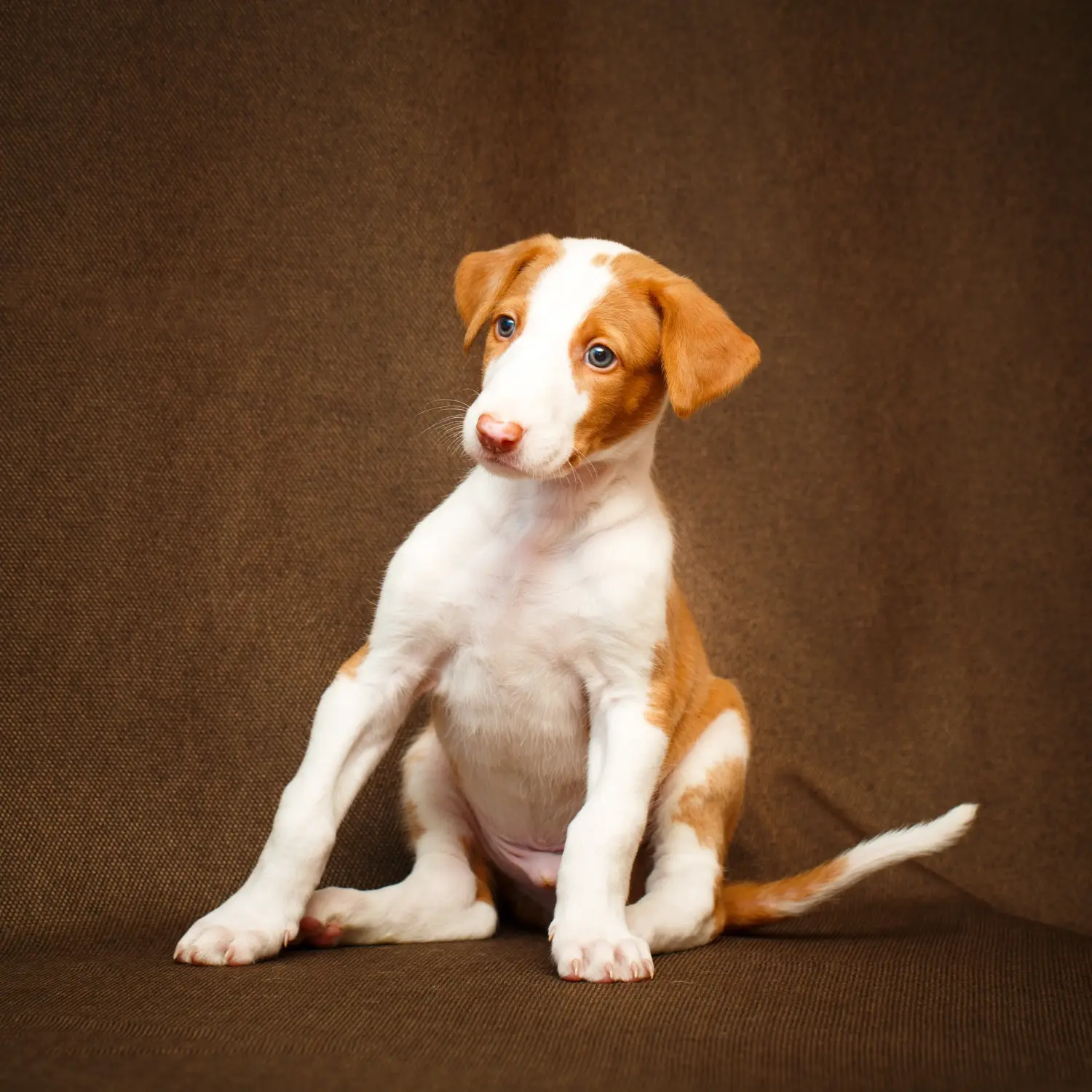 Buying a Podenco puppy means taking responsibility! Buy Podenco puppies.