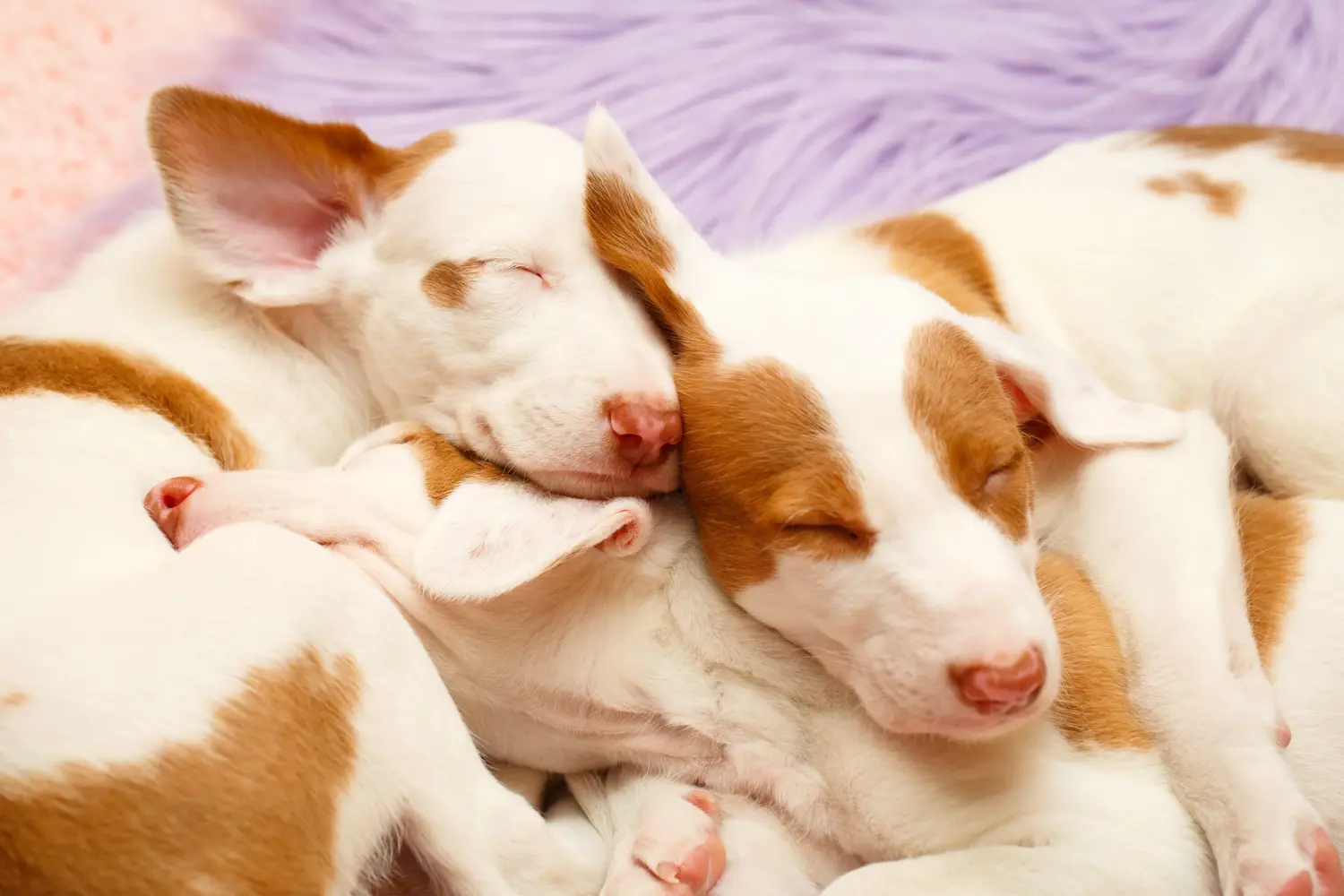 Buying a Podenco puppy means taking responsibility! Buy Podenco puppies.