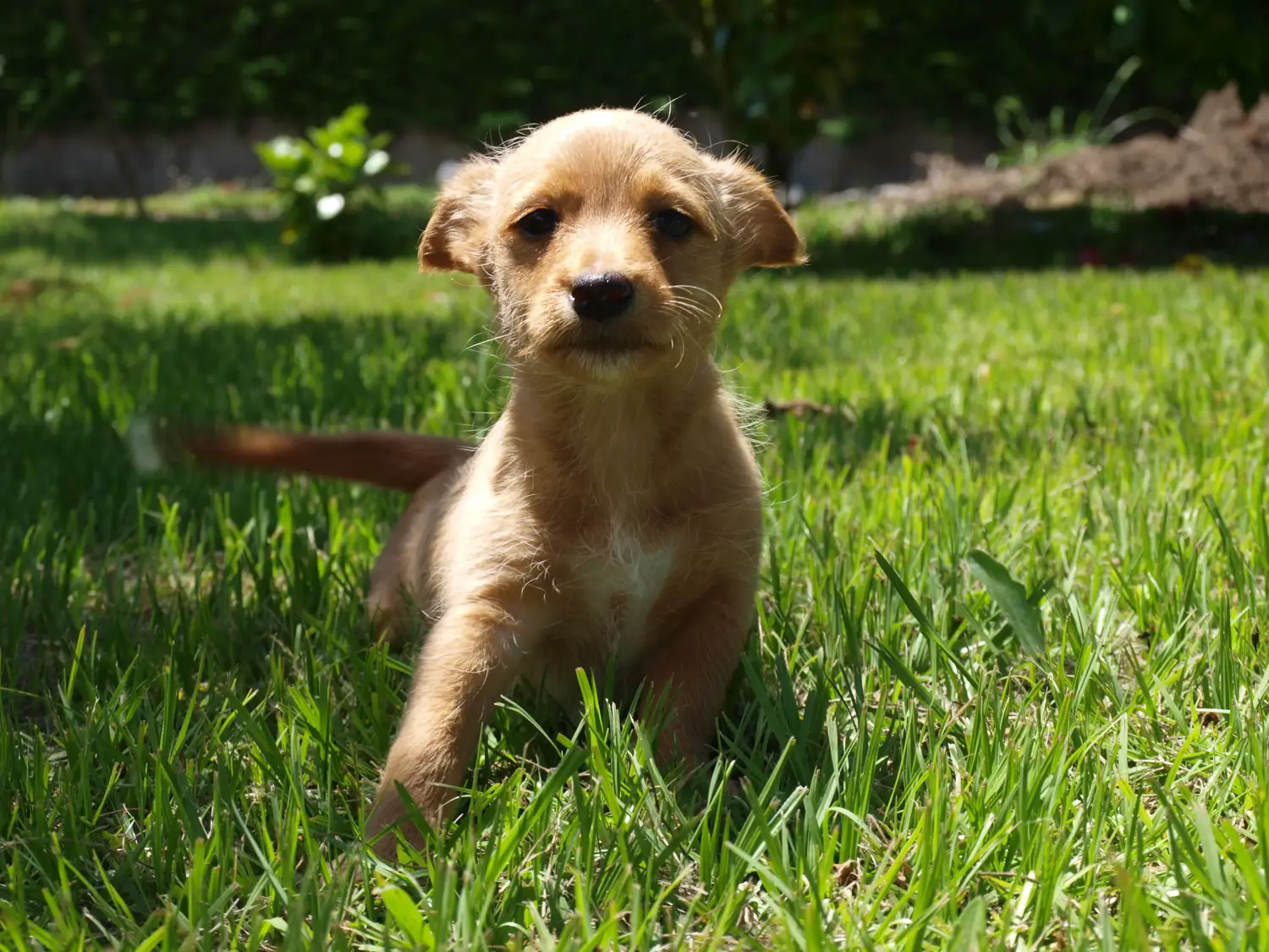 Buying a Podenco puppy means taking responsibility! Buy Podenco puppies.