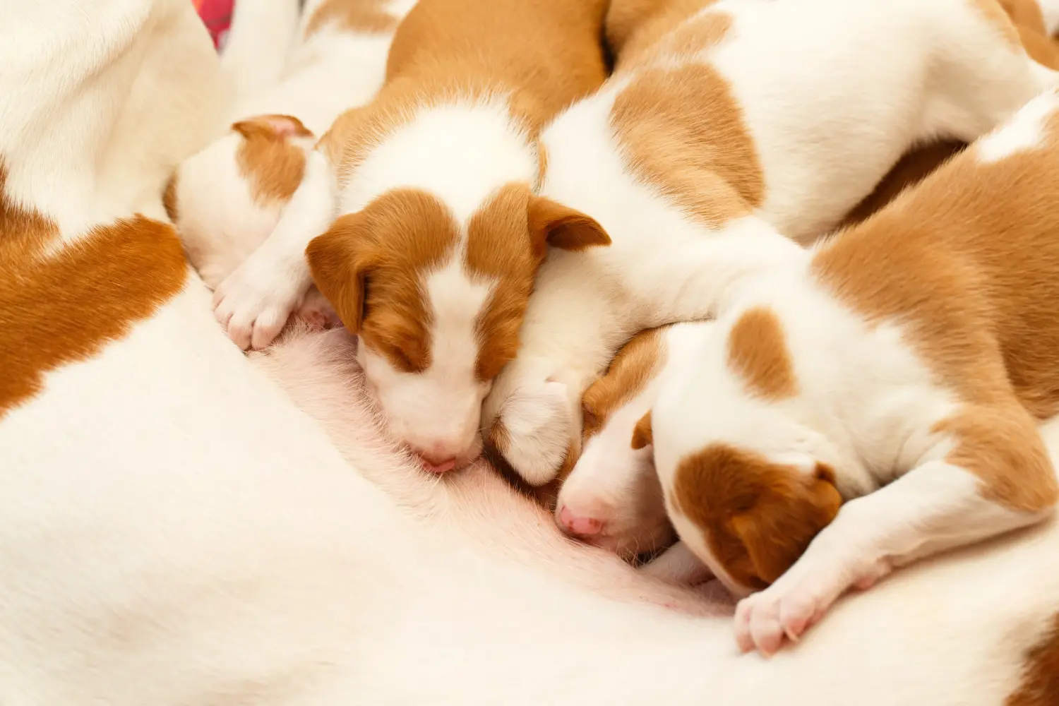 Buying a Podenco puppy means taking responsibility! Buy Podenco puppies.