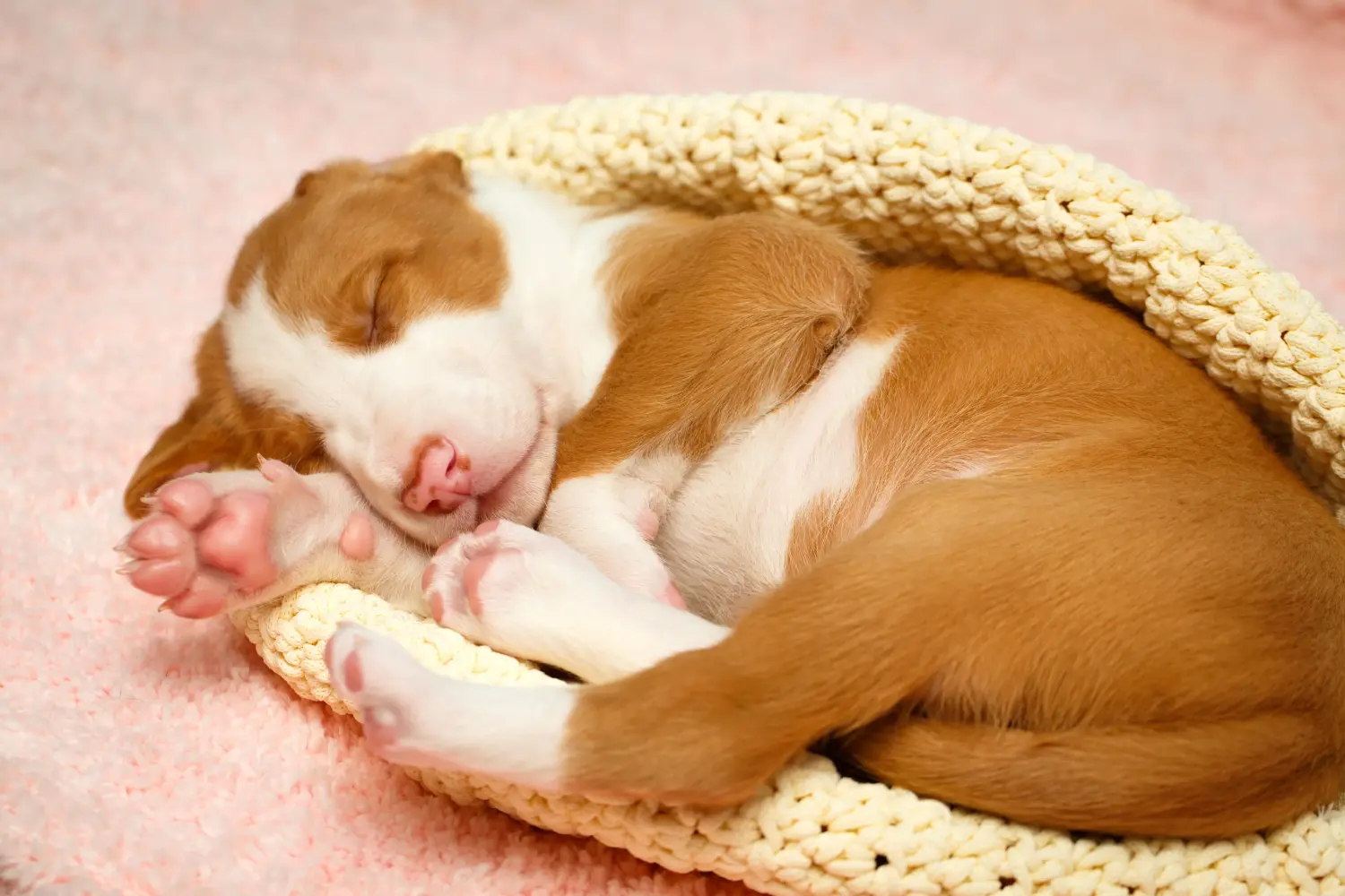 Buying a Podenco puppy means taking responsibility! Buy Podenco puppies.