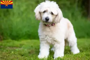 Read more about the article Pomapoo breeders and puppies in Arizona