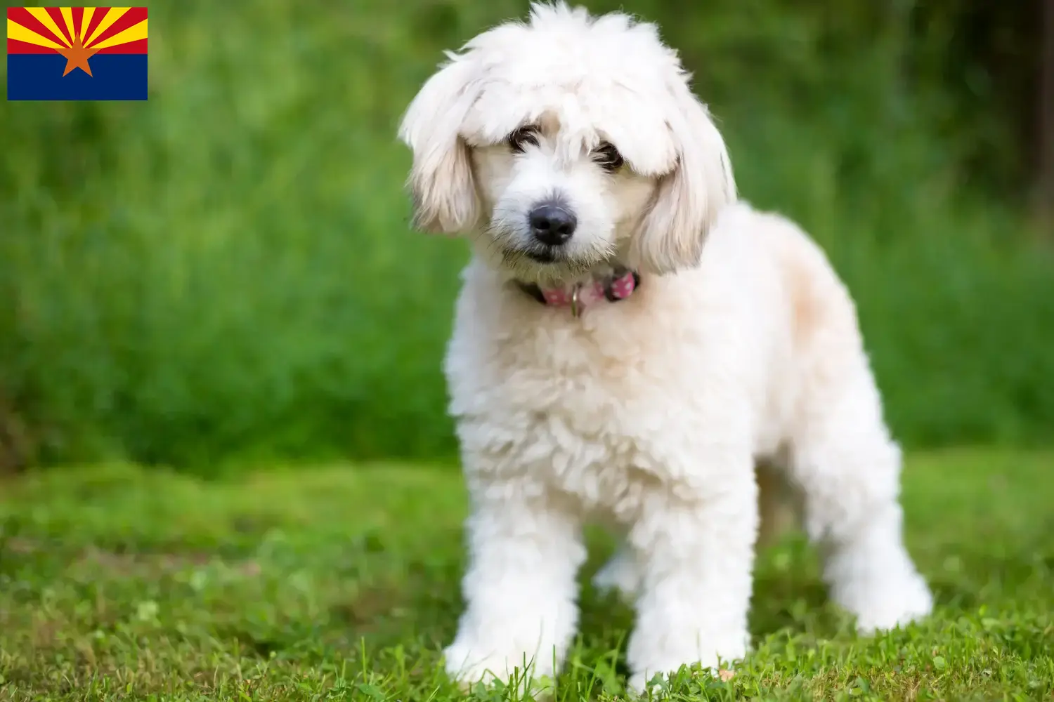 Pomapoo puppies and breeder Arizona Here you can find Pomapoo breeders in Arizona.
