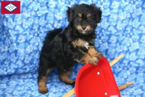 Read more about the article Pomapoo breeders and puppies in Arkansas