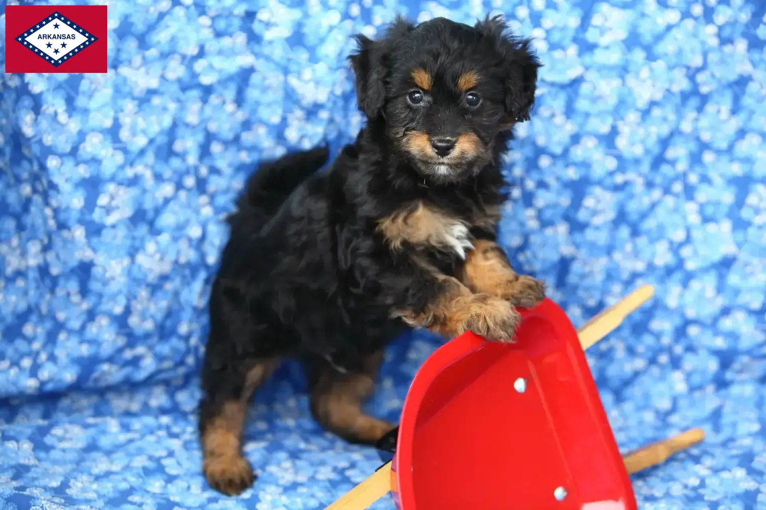 Pomapoo puppies and breeders Arkansas Here you can find Pomapoo breeders in Arkansas.