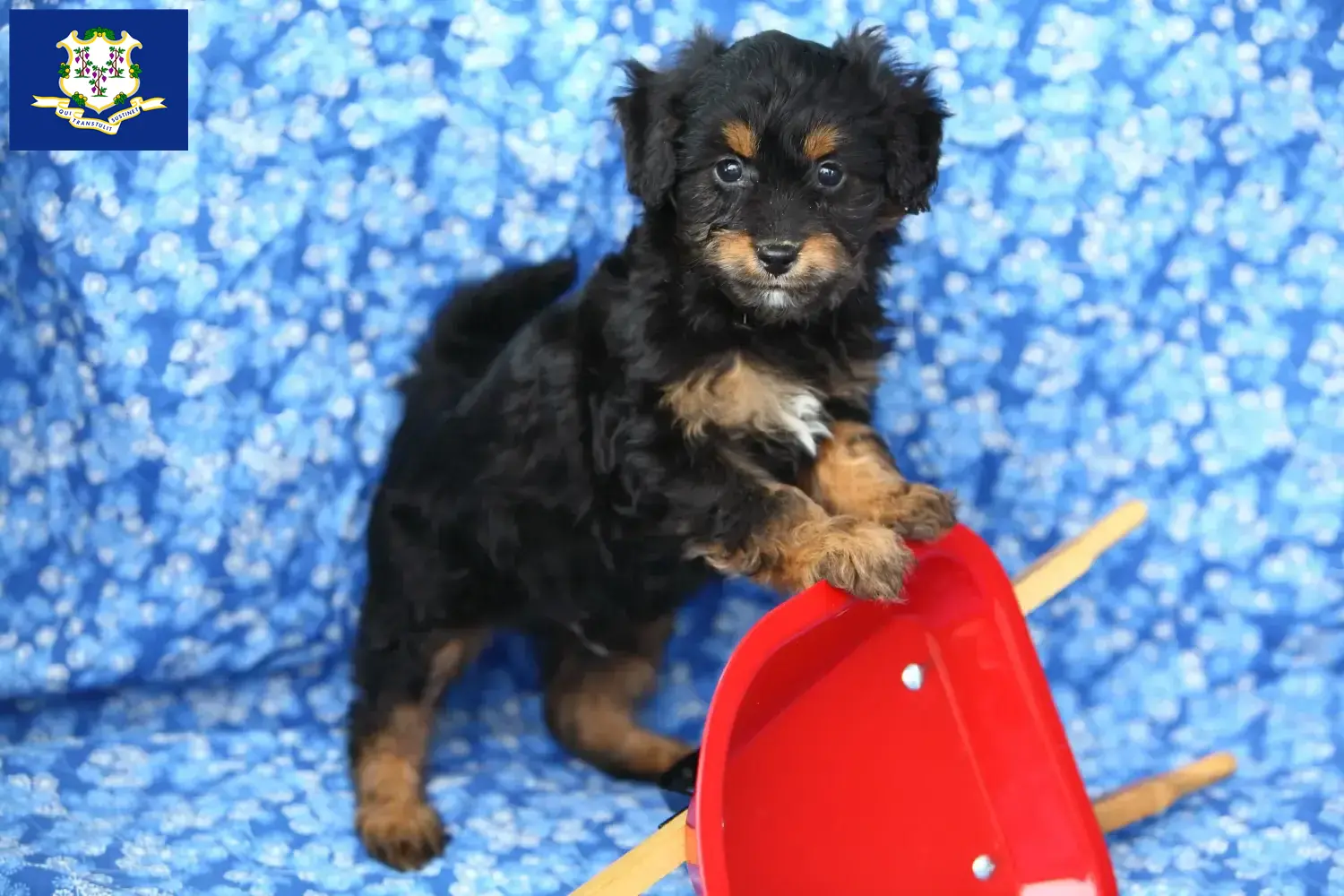 Pomapoo puppies and breeders Connecticut Here you can find Pomapoo breeders in Connecticut.