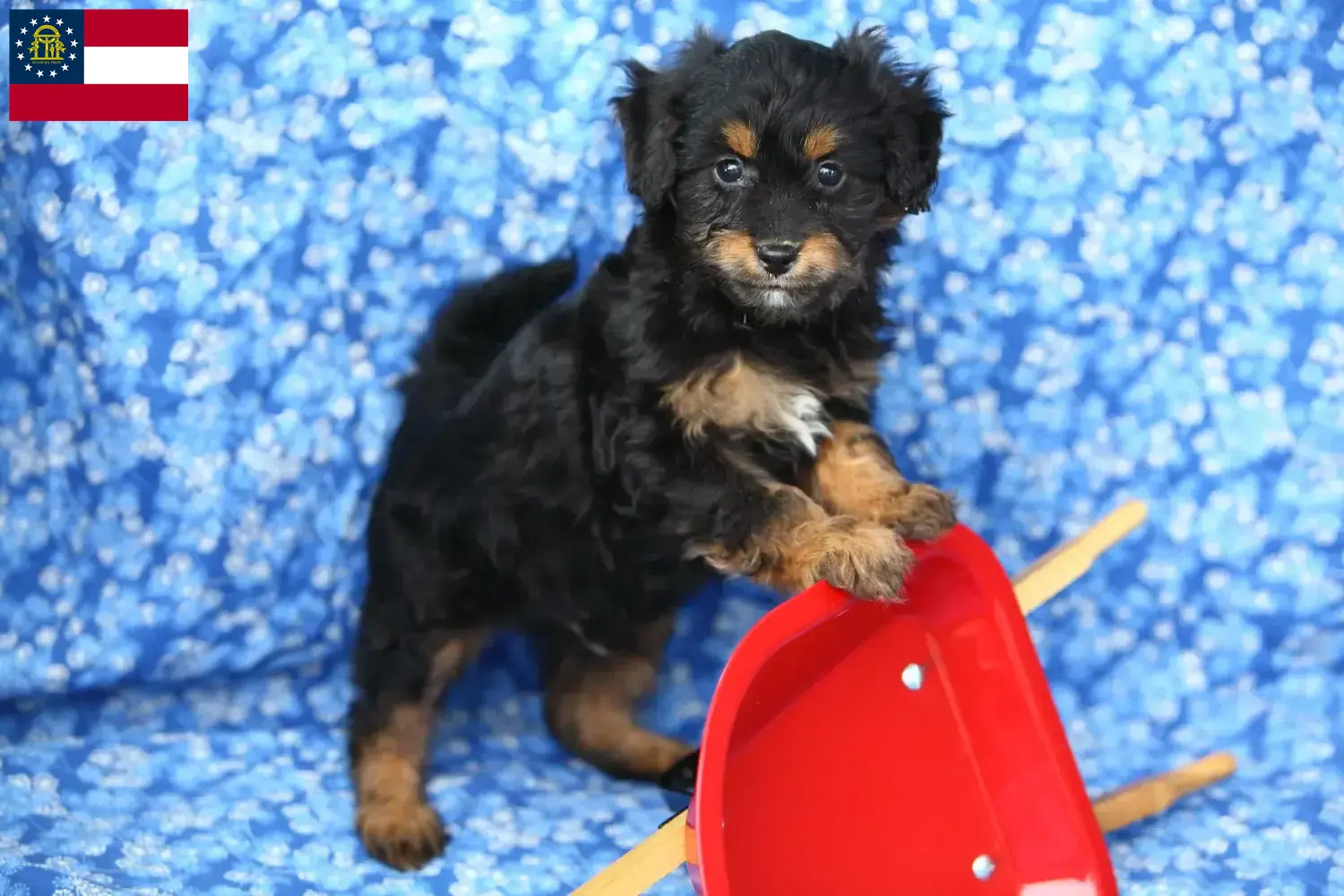 Pomapoo puppies and breeders Georgia Here you can find Pomapoo breeders in Georgia.