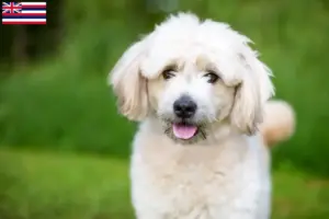 Read more about the article Pomapoo breeders and puppies in Hawaii