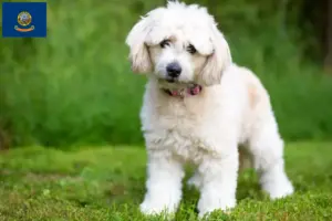 Read more about the article Pomapoo breeders and puppies in Idaho