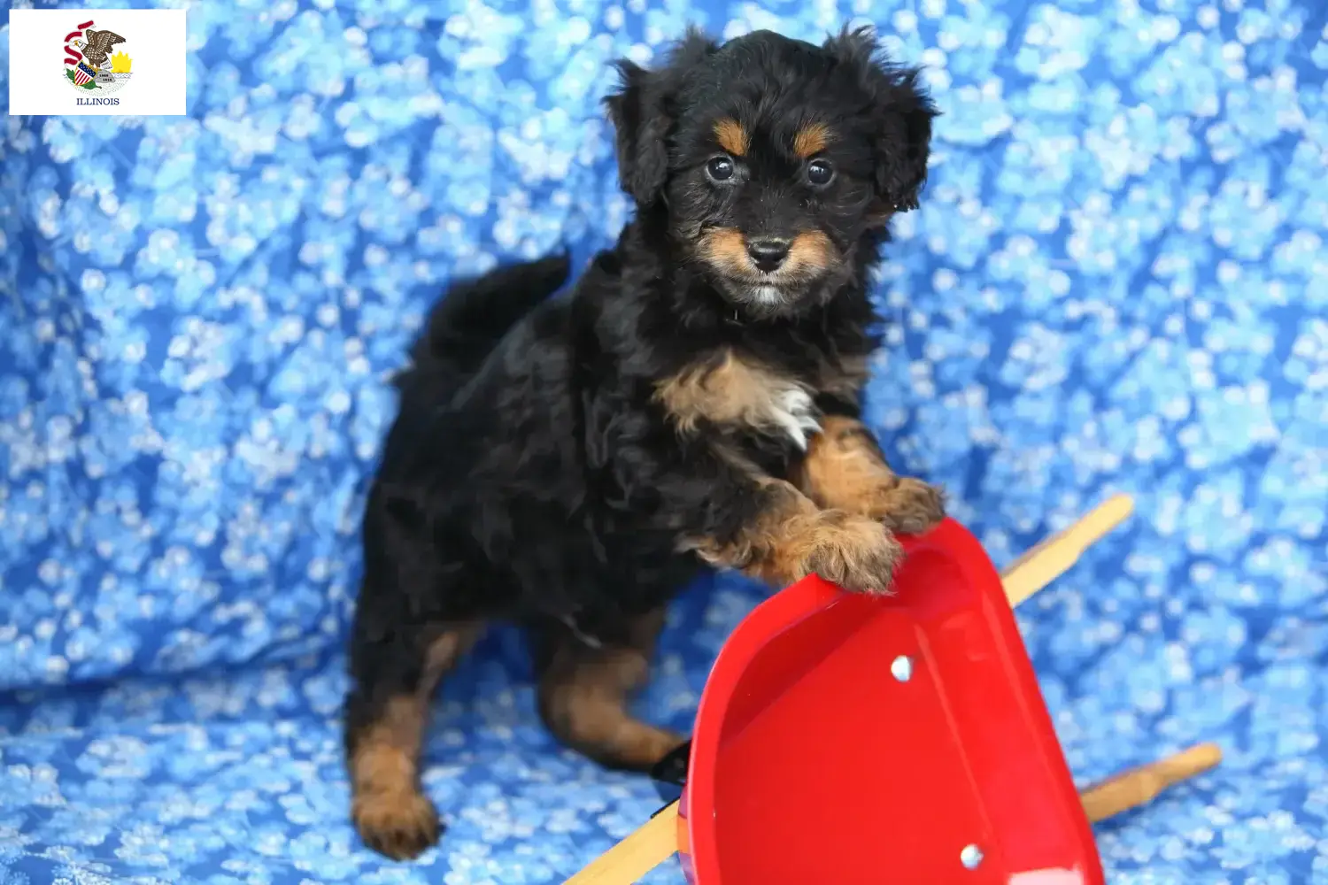Pomapoo puppies and breeders Illinois Here you can find Pomapoo breeders in Illinois.