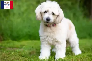 Read more about the article Pomapoo breeders and puppies in Iowa