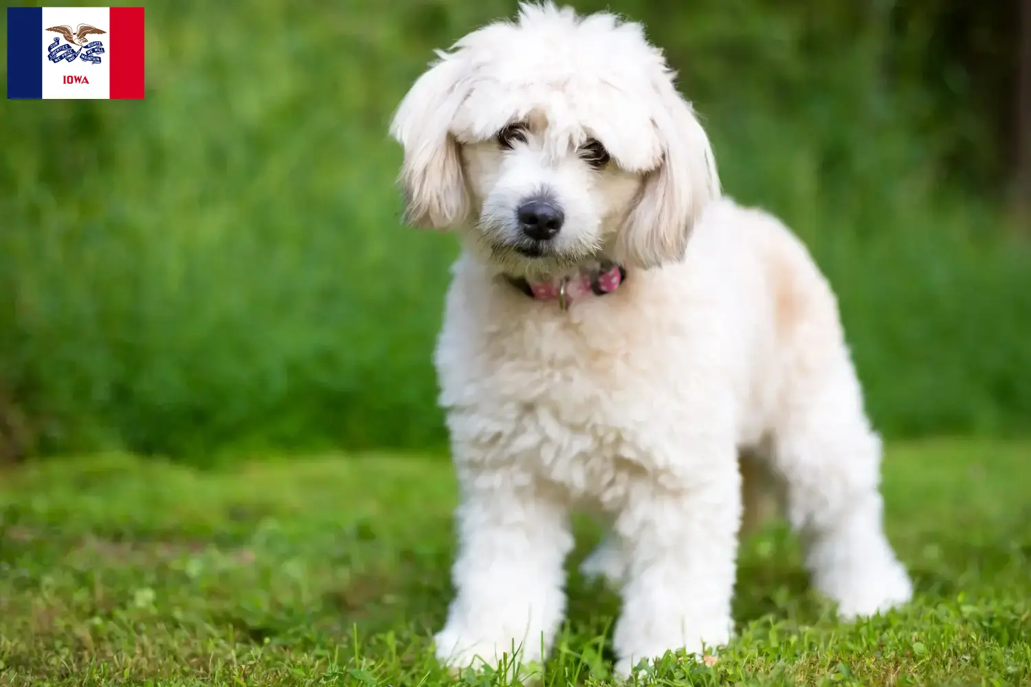 Pomapoo puppies and breeders Iowa Here you can find Pomapoo breeders in Iowa.