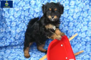 Read more about the article Pomapoo breeders and puppies in Kansas