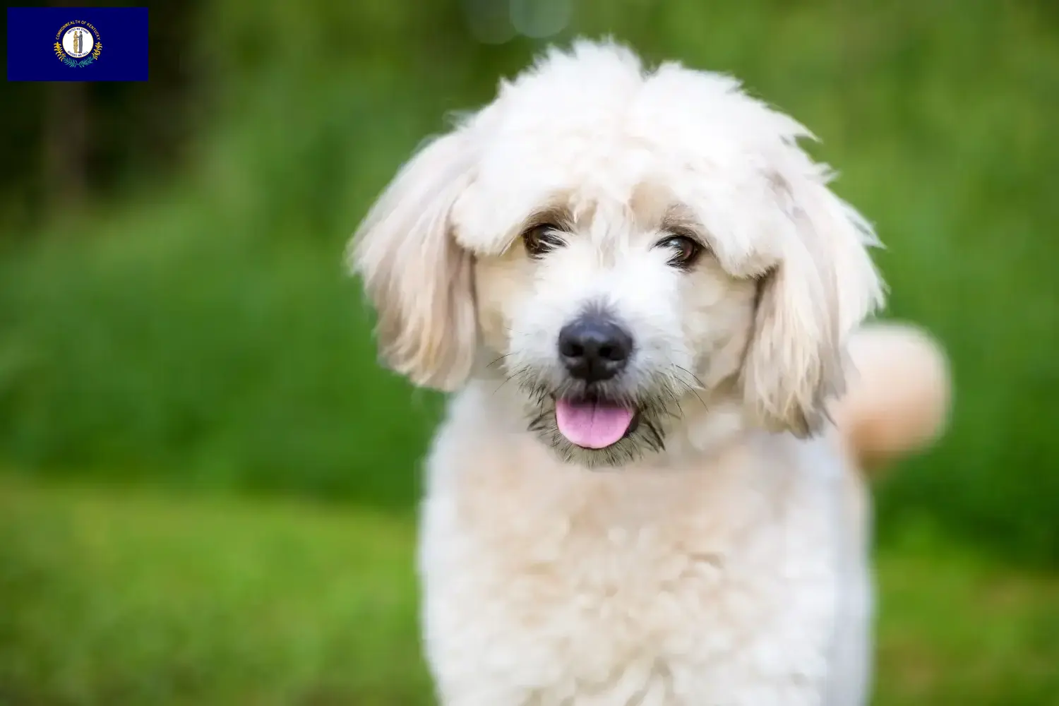 Pomapoo puppies and breeders Kentucky Here you can find Pomapoo breeders in Kentucky.