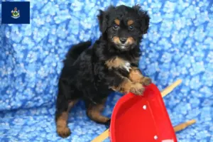 Read more about the article Pomapoo breeders and puppies in Maine