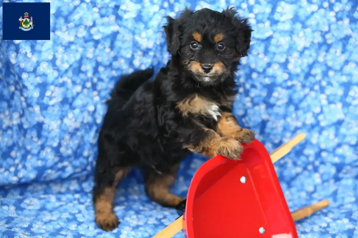 Pomapoo puppies and breeders Maine Here you can find Pomapoo breeders in Maine.
