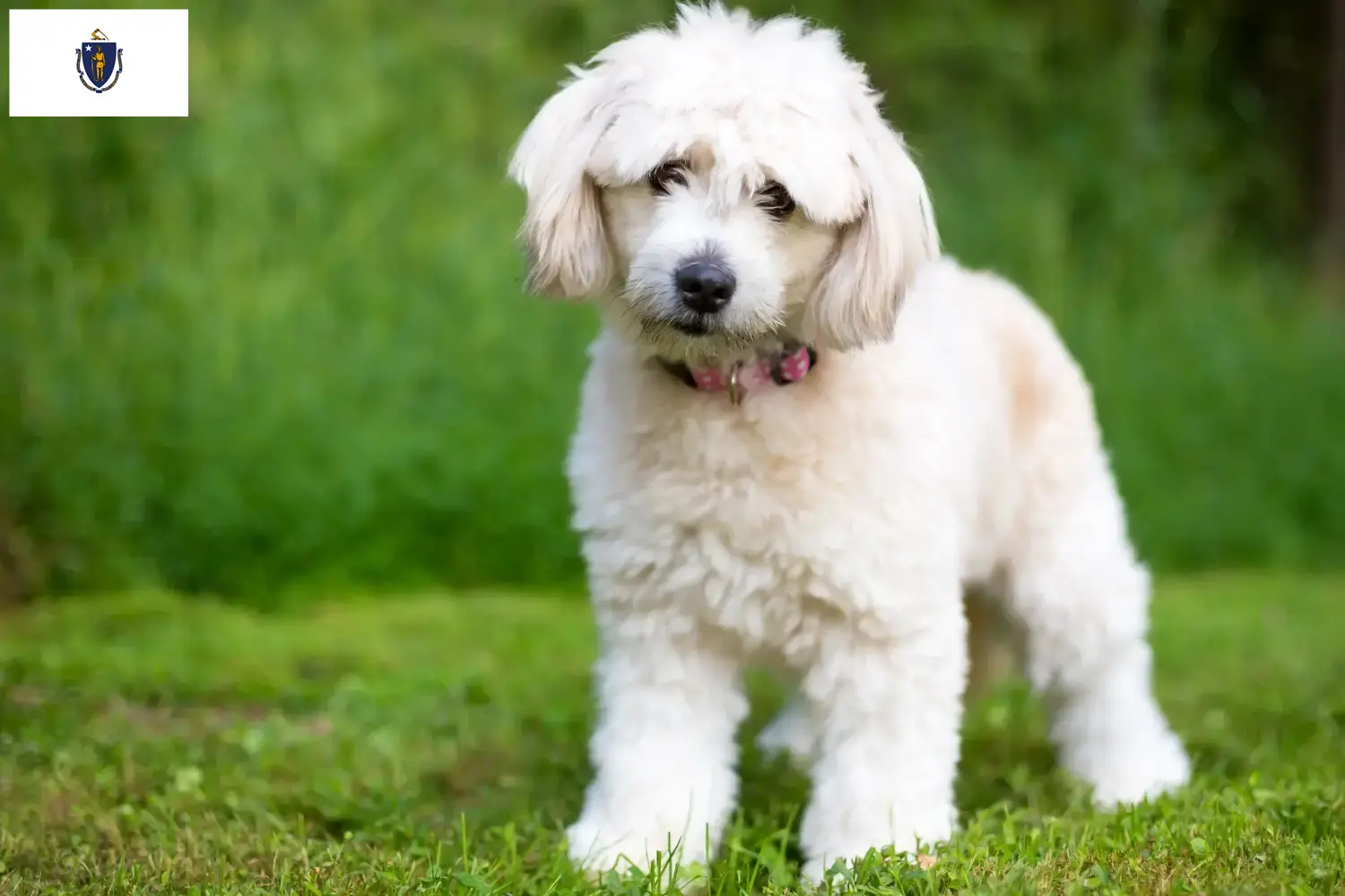 Pomapoo puppies and breeders Massachusetts Here you can find Pomapoo breeders in Massachusetts.