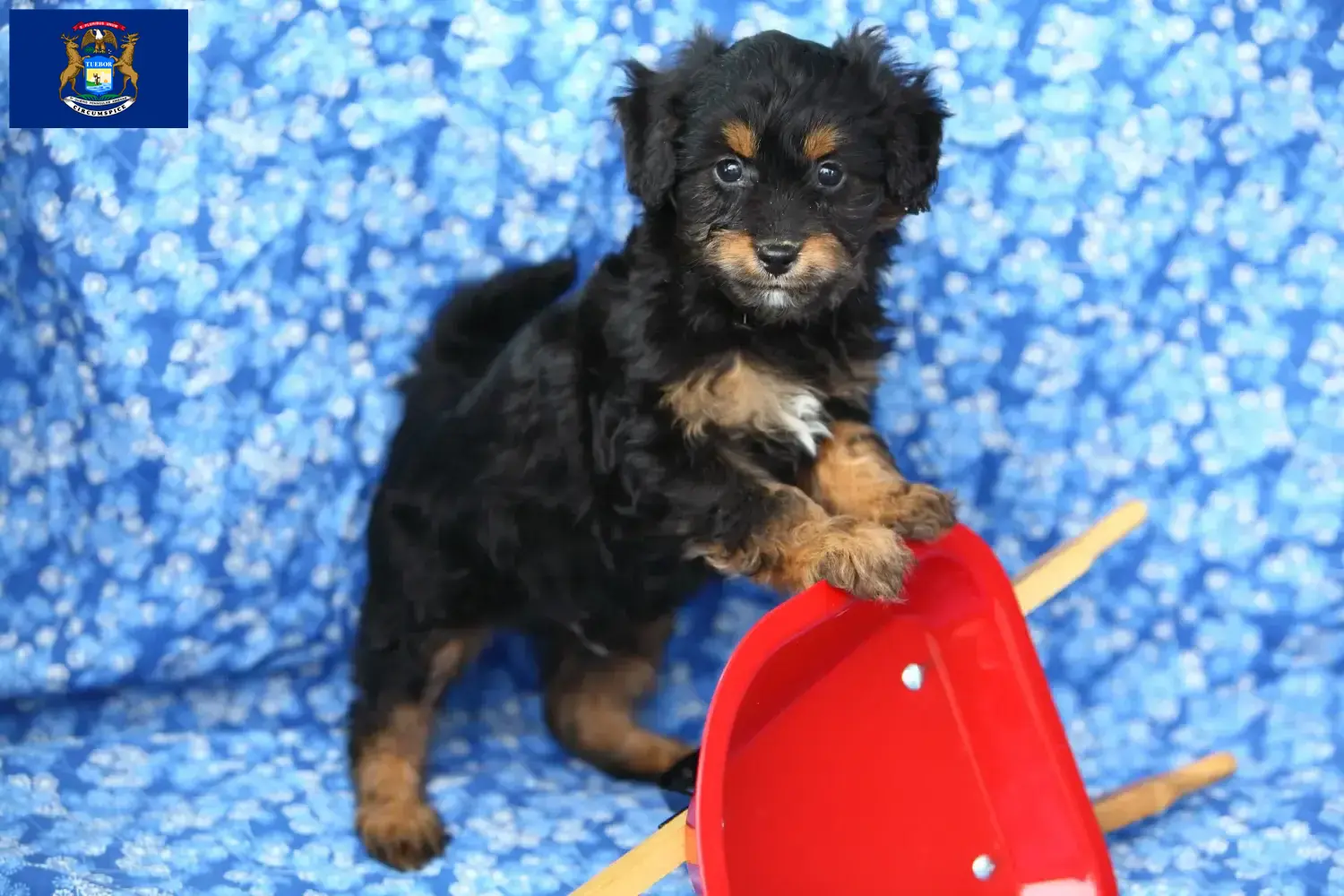Pomapoo puppies and breeders Michigan Here you can find Pomapoo breeders in Michigan.