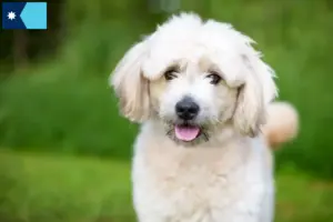 Read more about the article Pomapoo breeders and puppies in Minnesota