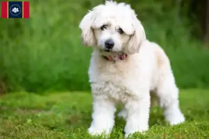 Read more about the article Pomapoo breeders and puppies in Mississippi