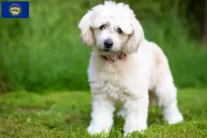 Read more about the article Pomapoo breeders and puppies in Nebraska
