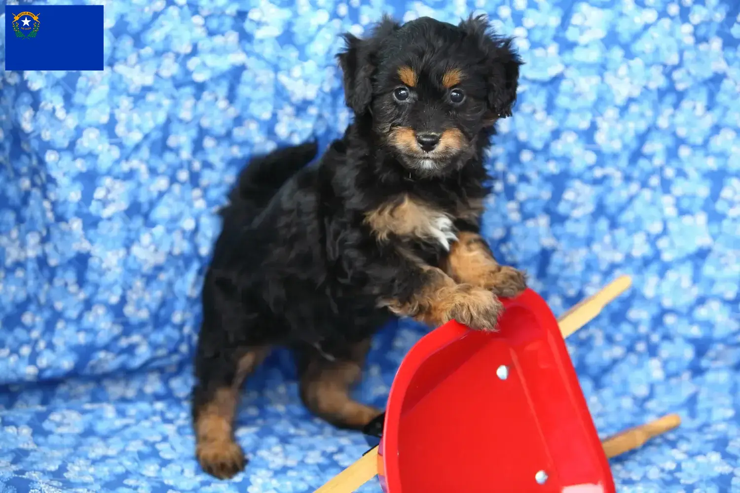 Pomapoo puppies and breeders Nevada Here you can find Pomapoo breeders in Nevada.