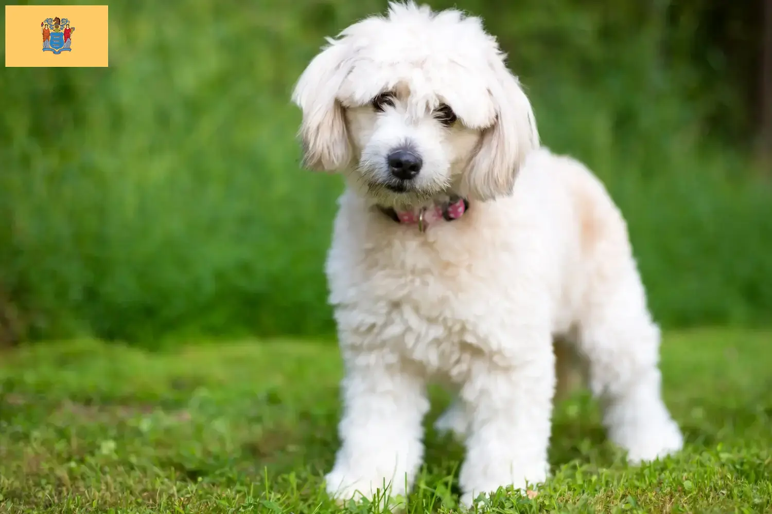 Pomapoo puppies and breeders New Jersey Here you can find Pomapoo breeders in New Jersey.