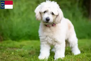 Read more about the article Pomapoo breeders and puppies in North Carolina