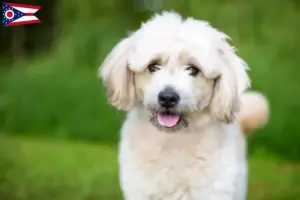Read more about the article Pomapoo breeders and puppies in Ohio