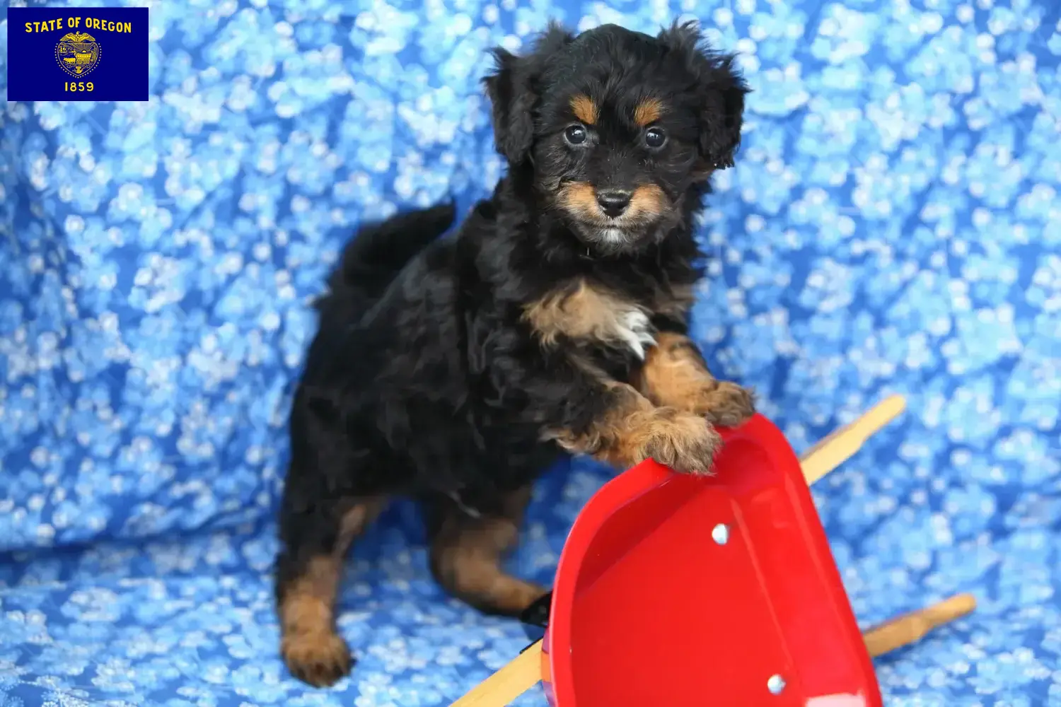 Pomapoo puppies and breeders Oregon Here you can find Pomapoo breeders in Oregon.