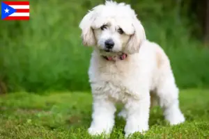Read more about the article Pomapoo breeders and puppies in Puerto Rico