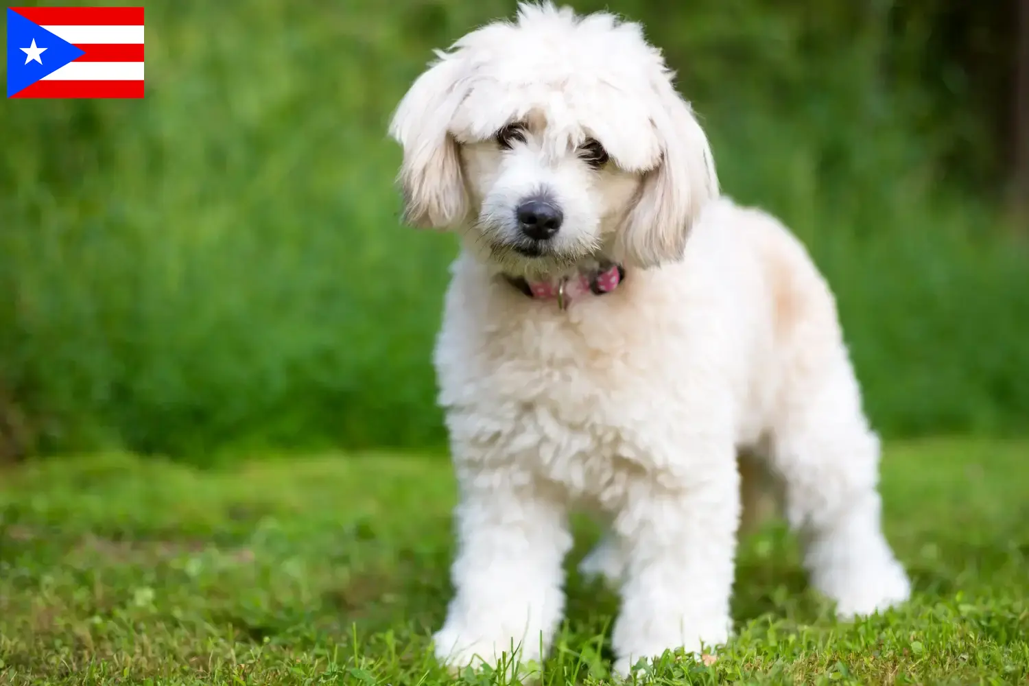 Pomapoo puppies and breeders Puerto Rico Here you can find Pomapoo breeders in Puerto Rico.