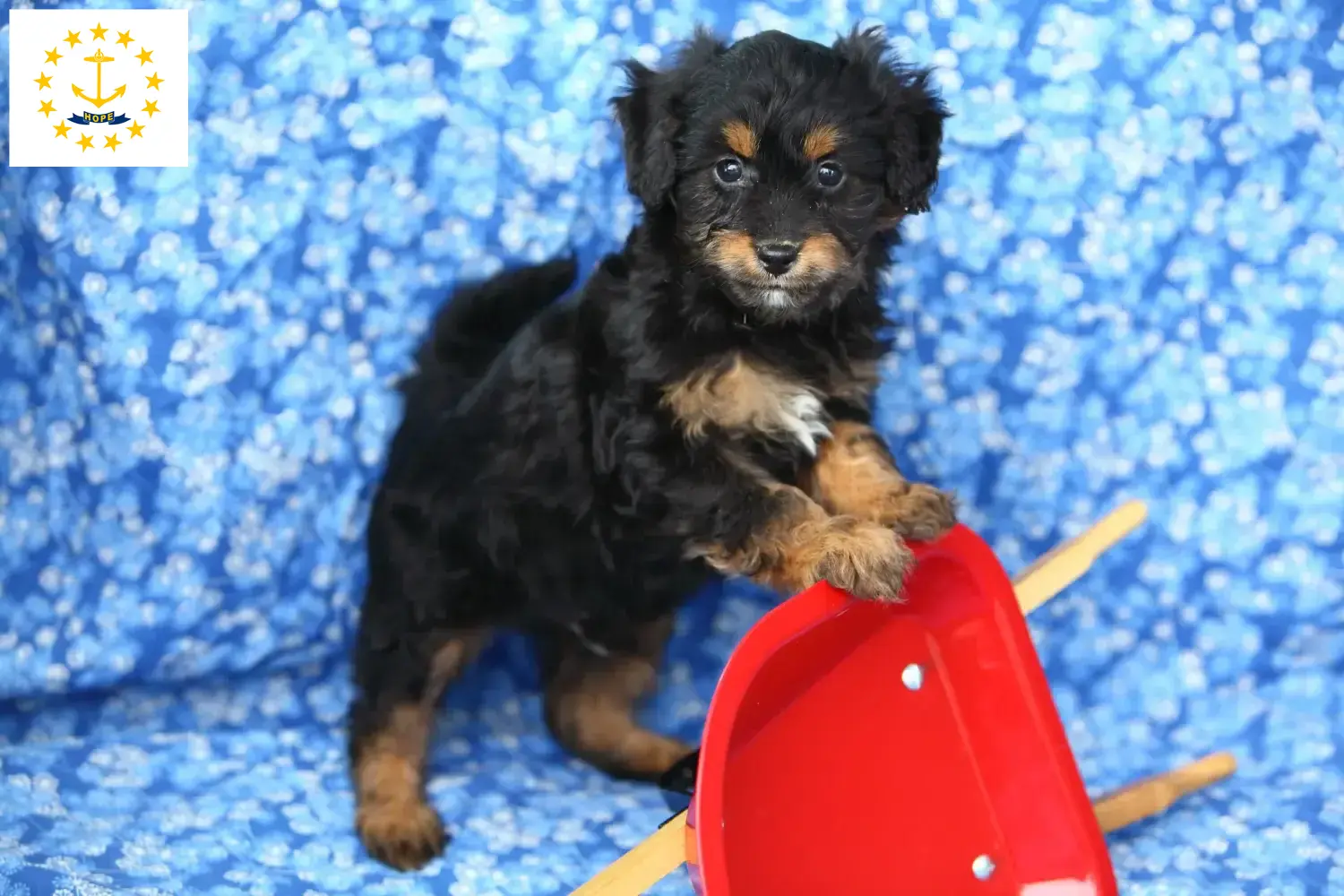 Pomapoo puppies and breeders Rhode Island Here you can find Pomapoo breeders in Rhode Island.