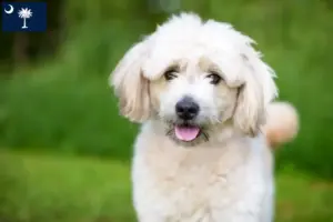 Read more about the article Pomapoo breeders and puppies in South Carolina