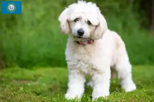 Read more about the article Pomapoo breeders and puppies in South Dakota