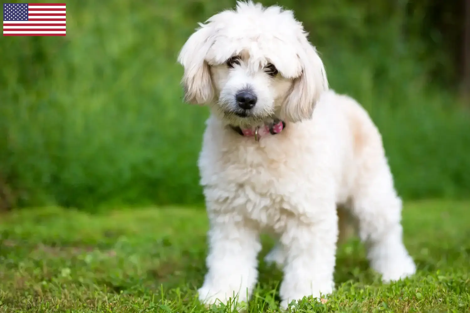 Pomapoo puppies and breeders USA Here you can find Pomapoo breeders in the USA.