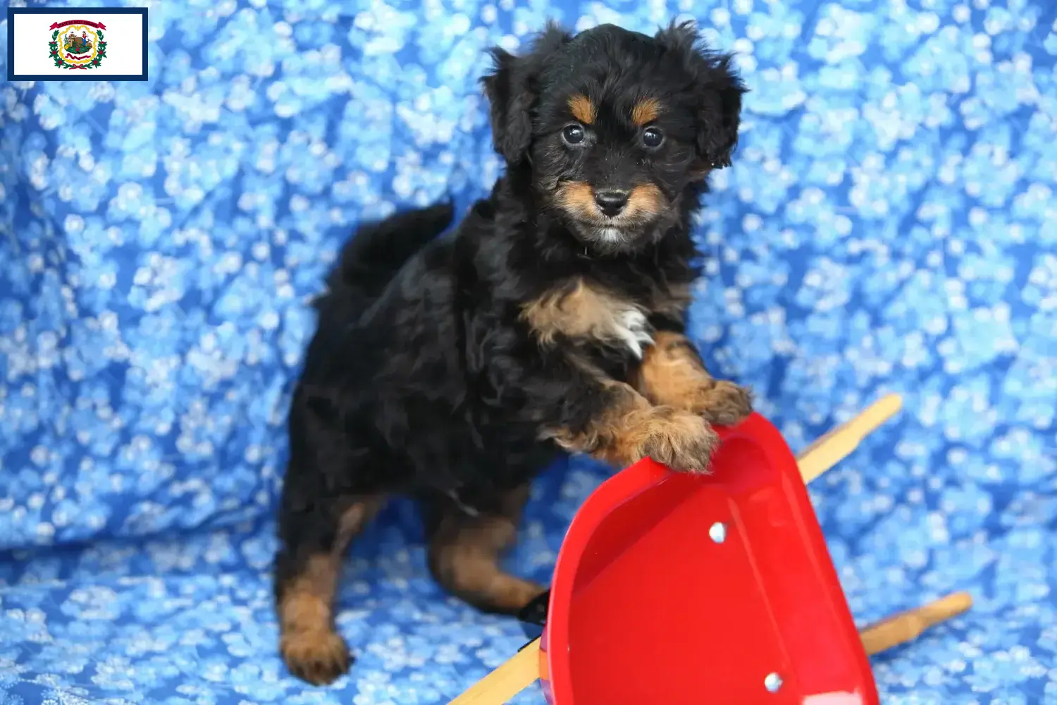 Pomapoo puppies and breeders West Virginia Here you can find Pomapoo breeders in West Virginia.