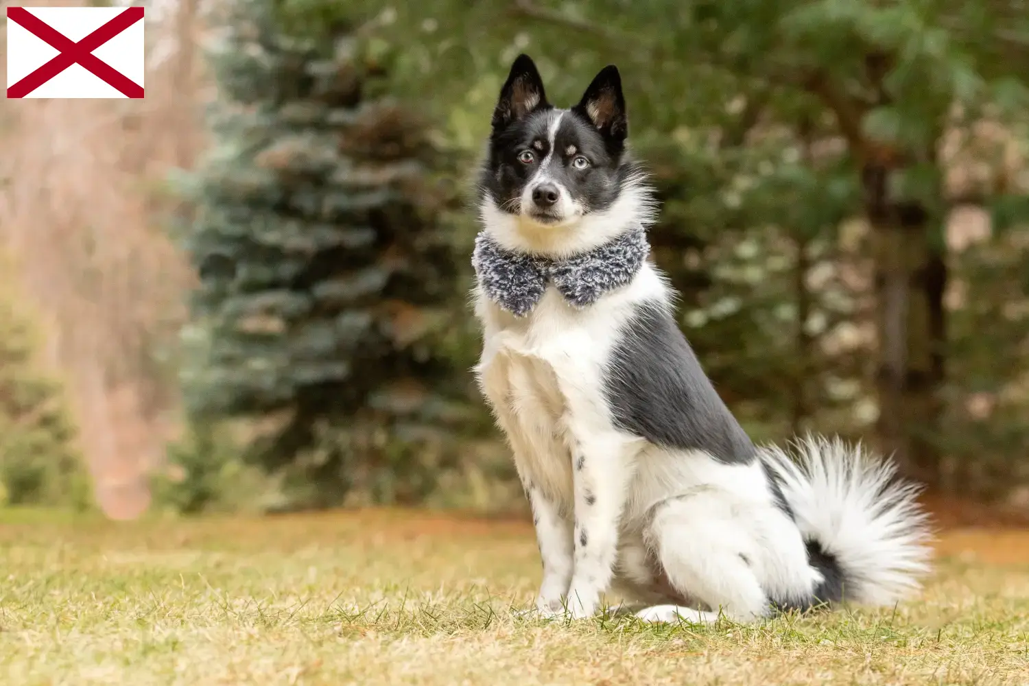 Pomsky puppies and breeder Alabama Here you can find Pomsky's breeders in Alabama.