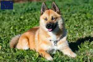 Read more about the article Pomsky breeders and puppies in Alaska