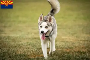 Read more about the article Pomsky breeders and puppies in Arizona