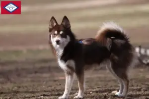 Read more about the article Pomsky breeders and puppies in Arkansas