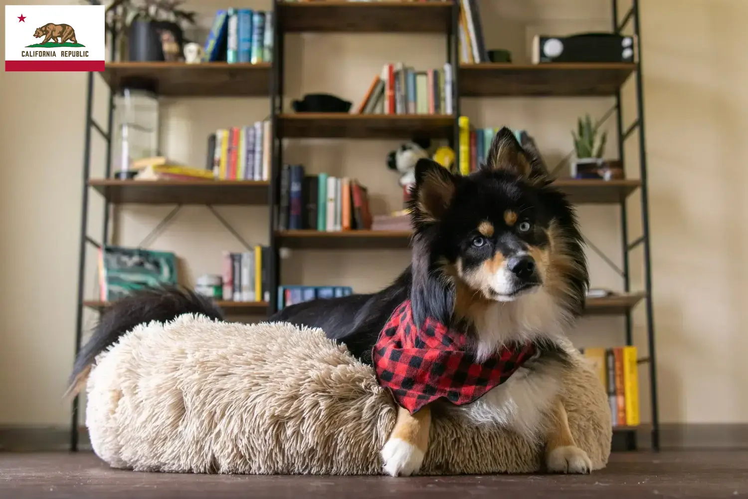 Pomsky puppies and breeder California Here you can find Pomsky's breeders in California.